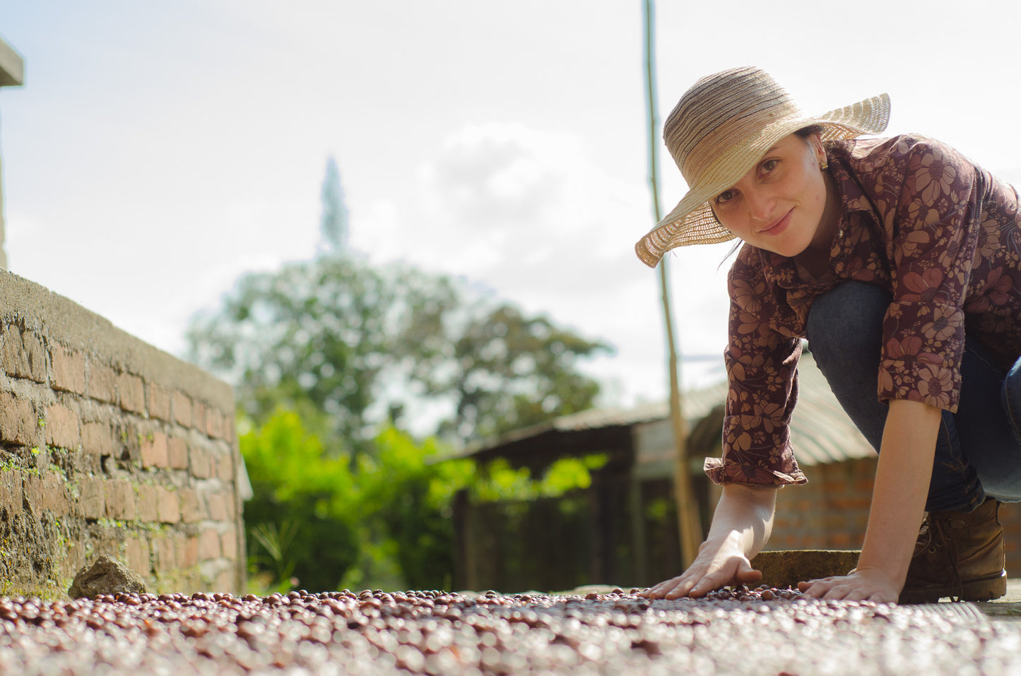 Colombia Mustafá Decaf
