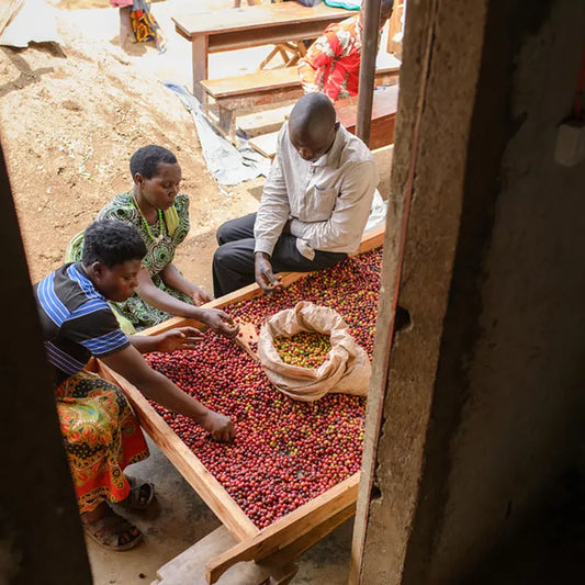 Uganda Mabono Hills Honey