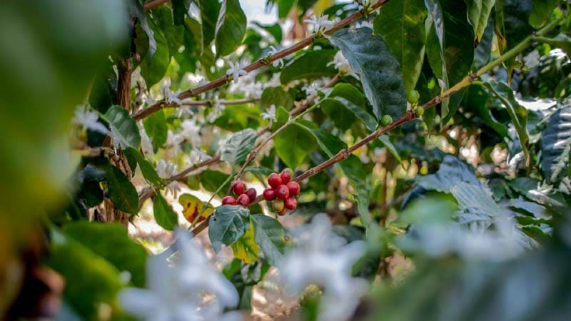 Colombia Mustafá Decaf