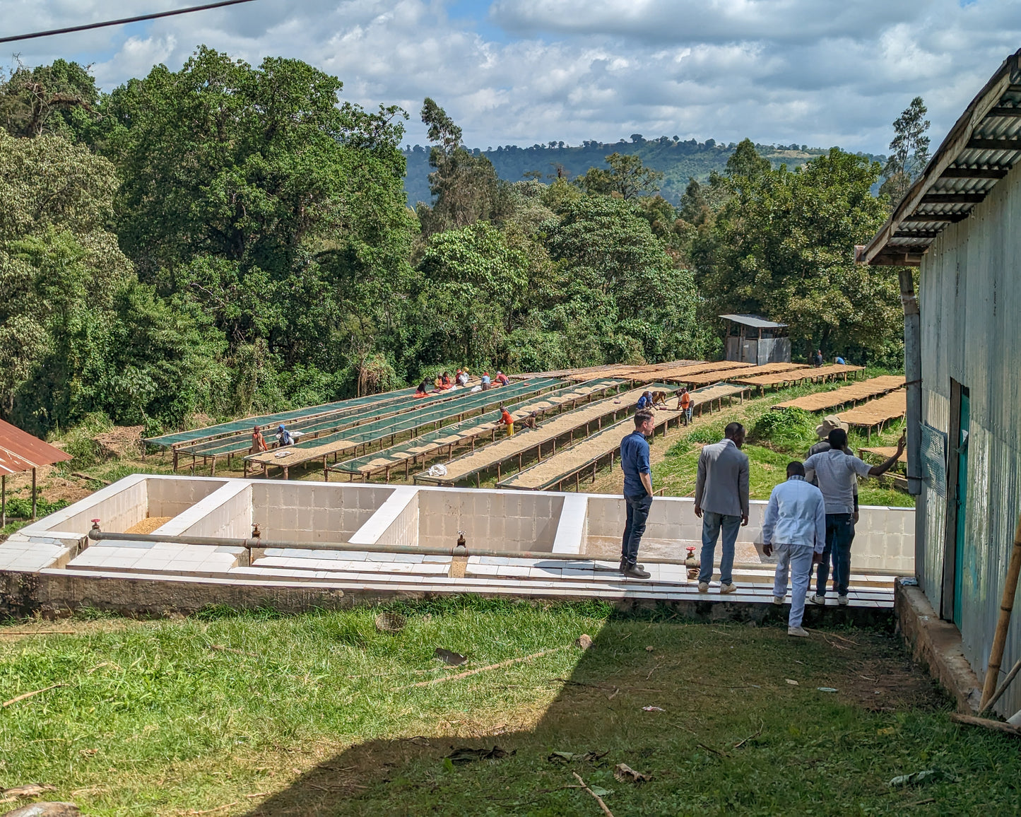 Ethiopia Layo Teraga Co-operative Washed