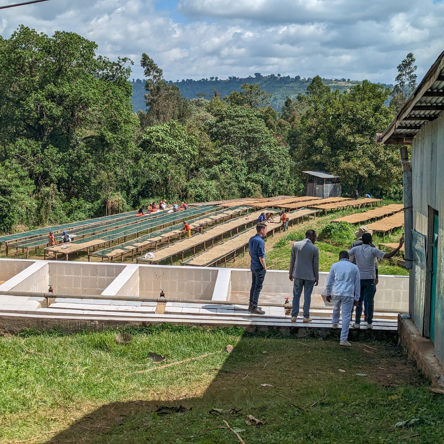 Ethiopia Layo Teraga G1 Washed