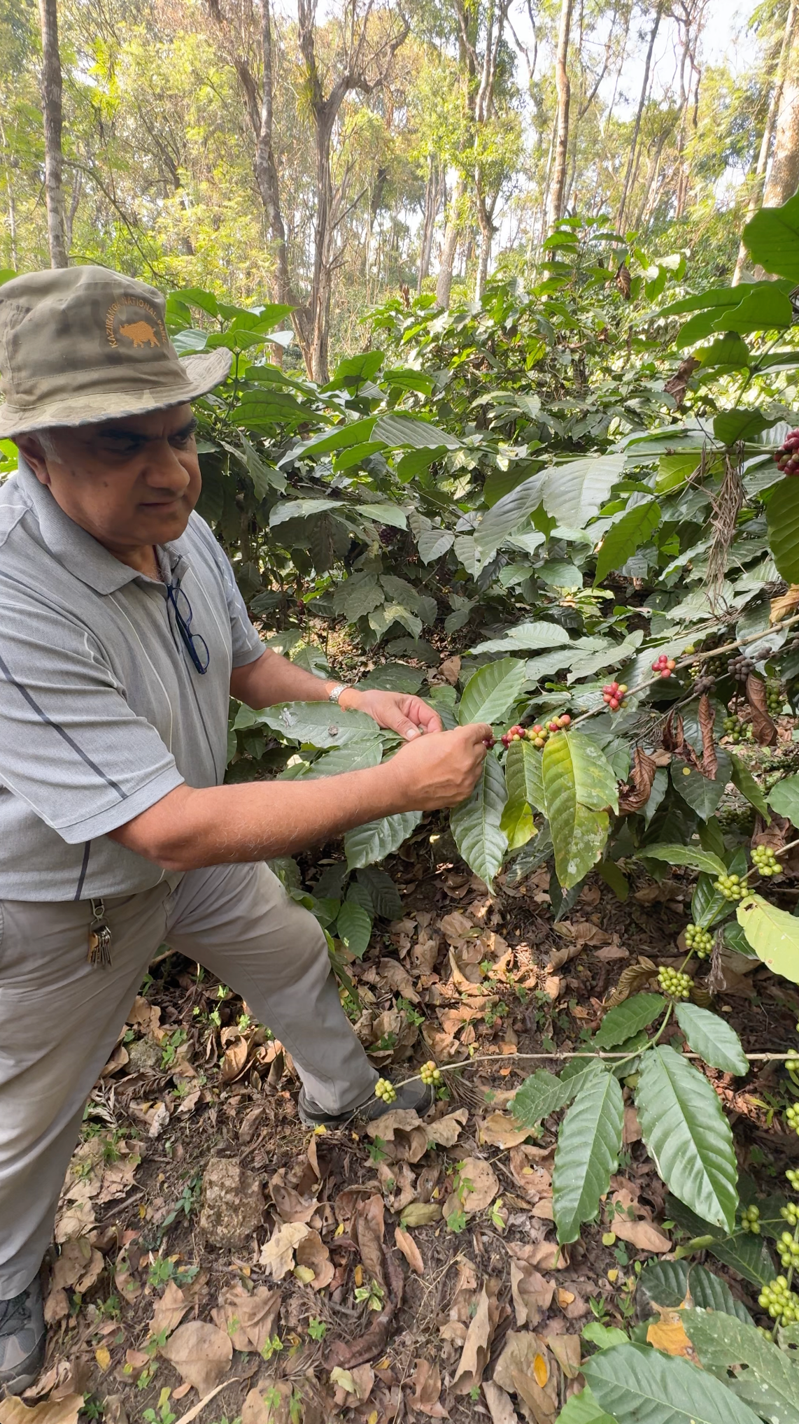 India Kerehaklu Natural (Light Roast)