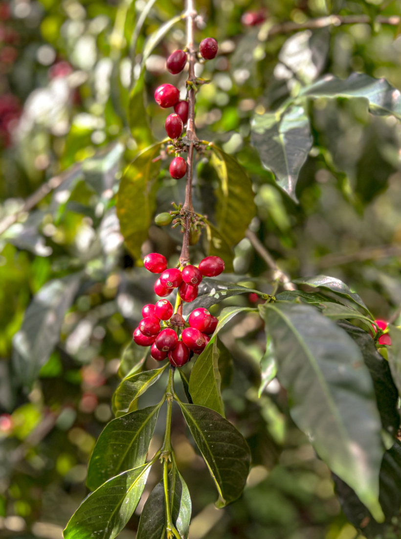 Ecuador Abel Salinas Finca Arashi Typica Mejorado