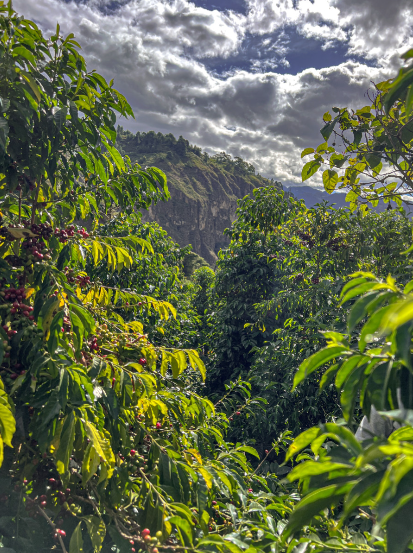 Ecuador Abel Salinas Finca Arashi Typica Mejorado