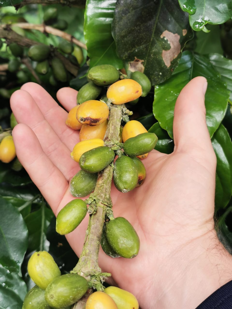 COLOMBIA SEBASTIAN RAMIREZ WHITE HONEY GESHA (LIGHT ROAST)