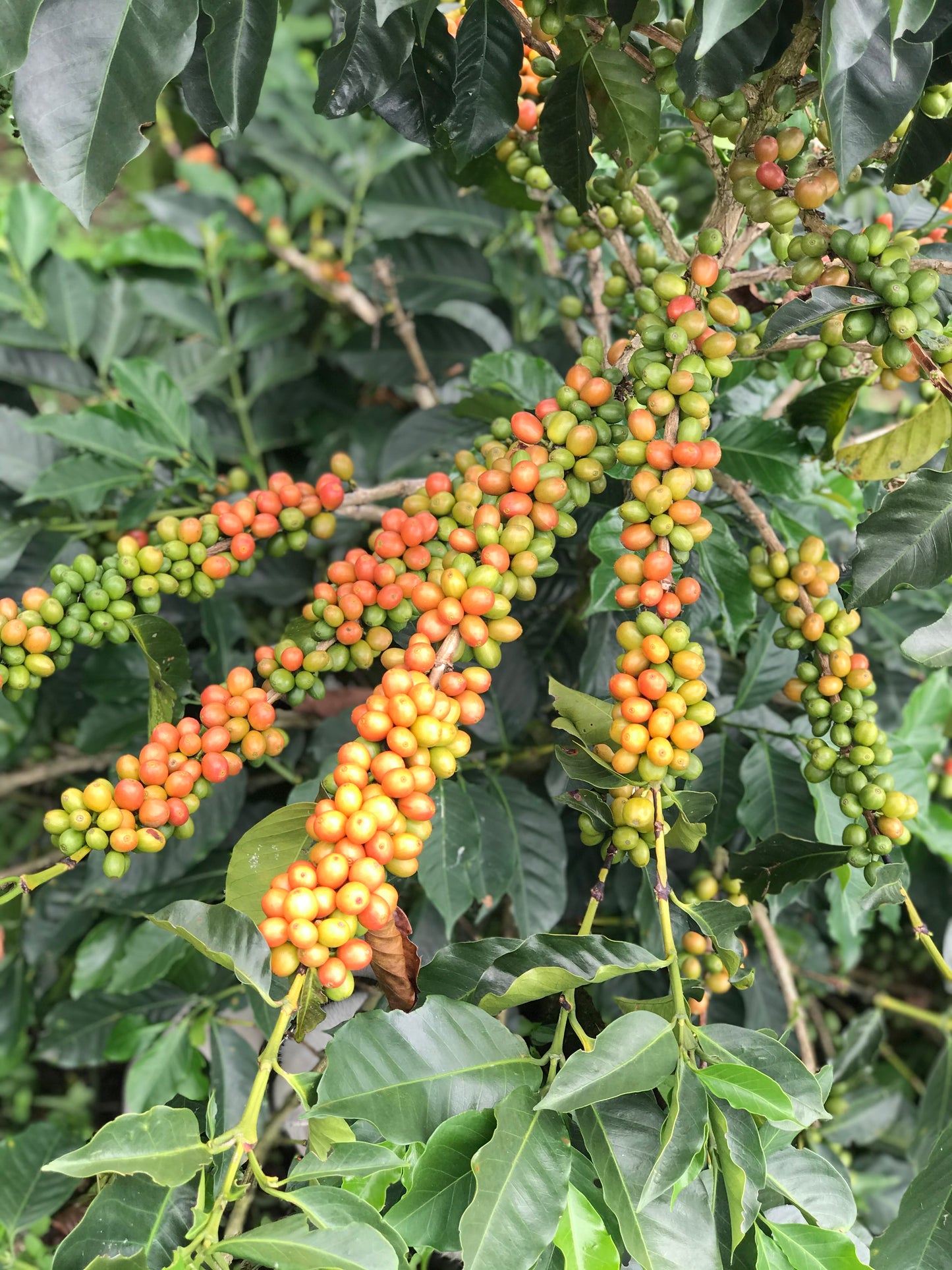 COLOMBIA SEBASTIAN RAMIREZ PINK BOURBON (LIGHT ROAST)