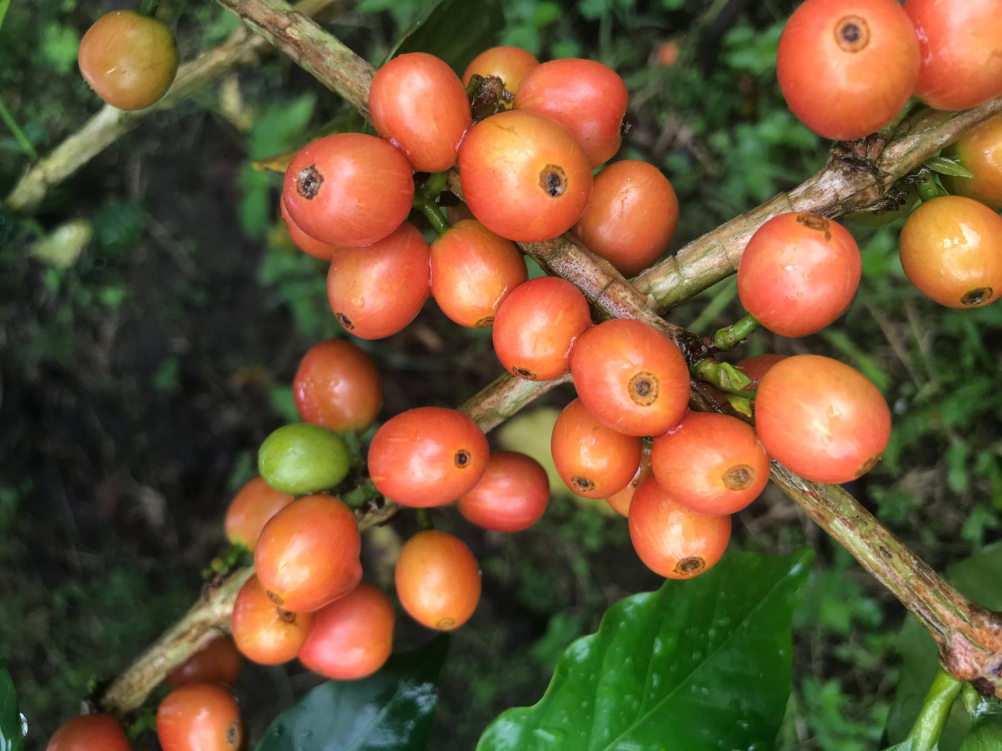 COLOMBIA SEBASTIAN RAMIREZ PINK BOURBON (LIGHT ROAST)