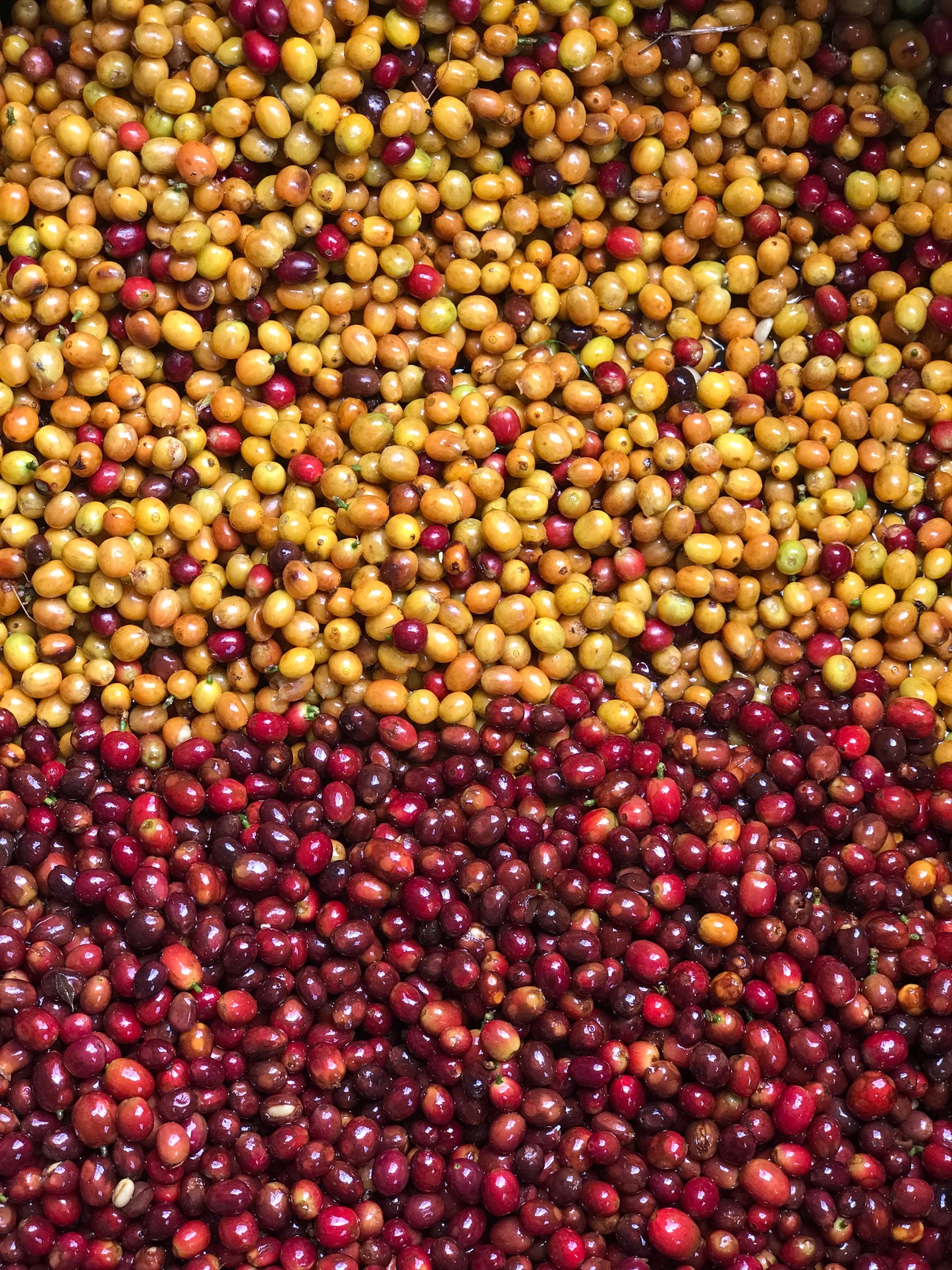 COLOMBIA SEBASTIAN RAMIREZ WHITE HONEY GESHA (LIGHT ROAST)