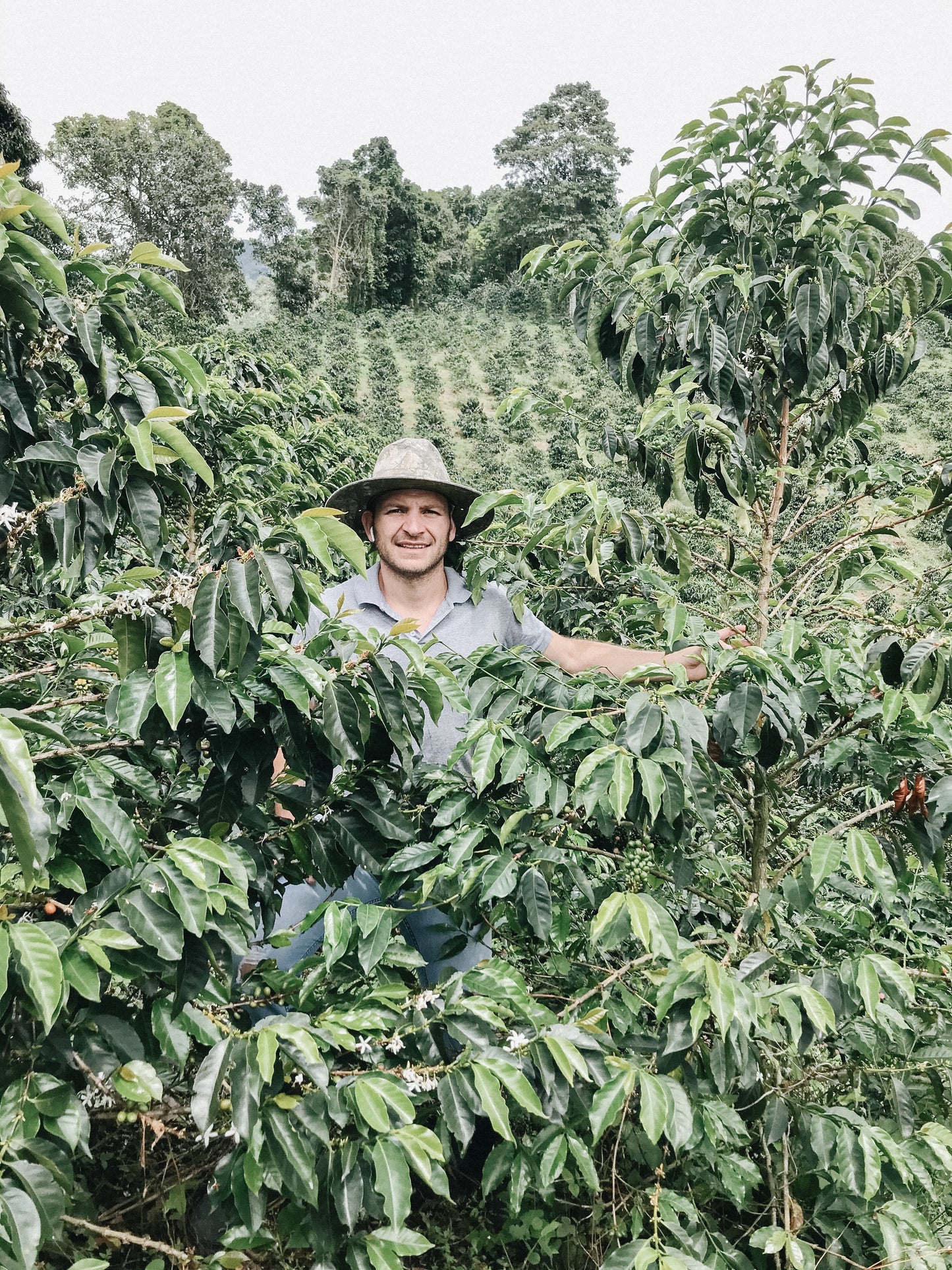 COLOMBIA SEBASTIAN RAMIREZ WHITE HONEY GESHA (LIGHT ROAST)