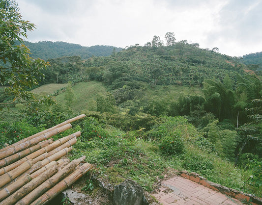 Colombia Yoiner Mosquera Pink Bourbon