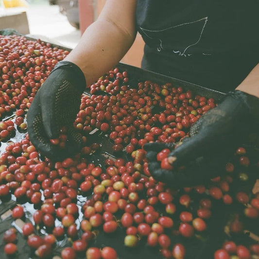 Colombia Yoiner Mosquera Pink Bourbon