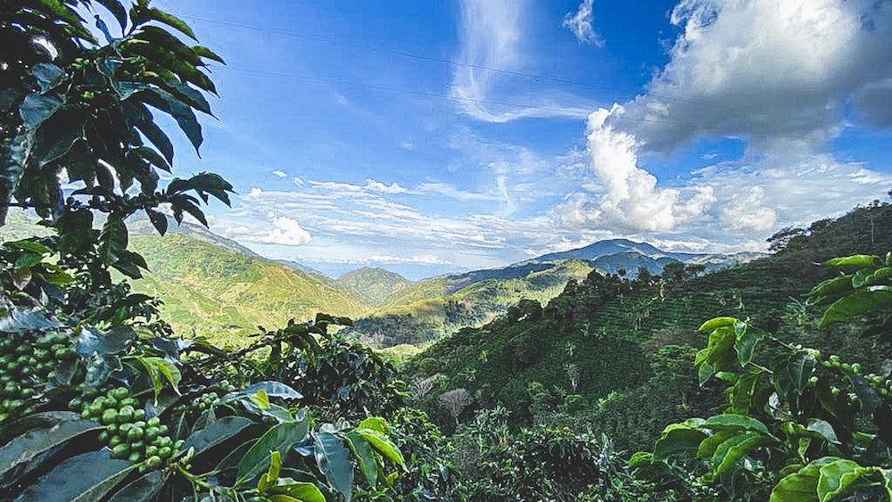 Colombia La Pradera Pink Bourbon Washed (Light Roast)