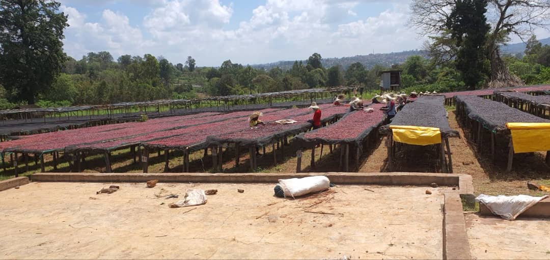 Caramel Brownie (Ethiopia + Colombia)