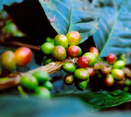coffee cherries