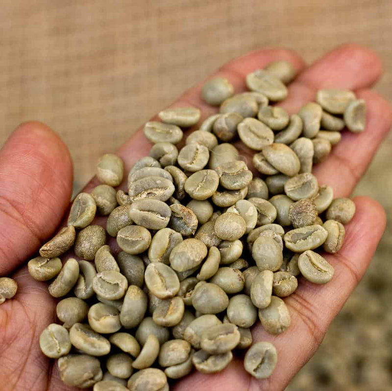 What's The Difference Between Arabica And Robusta Coffee?