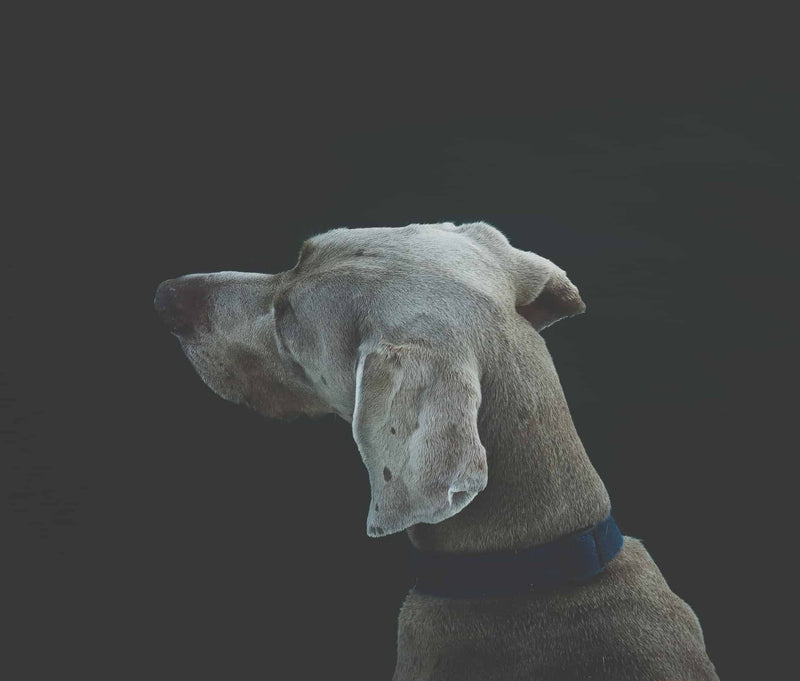 Can Your Dog Drink Coffee?