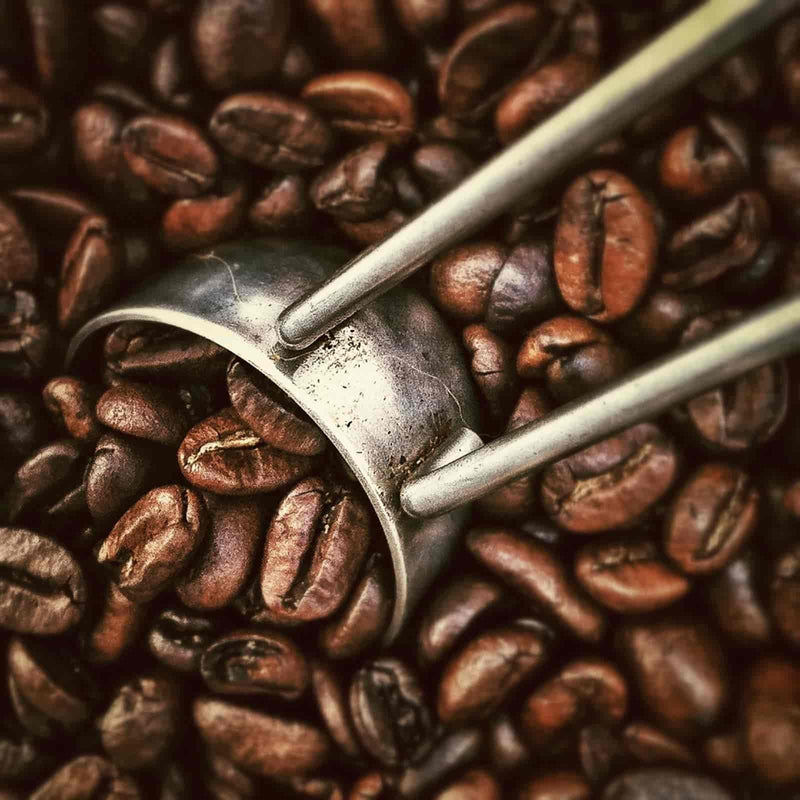 How Coffee is Grown, Processed, Roasted & Reaches You: A Crop-to-Cup Overview
