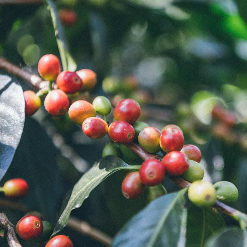 How Does Coffee Grow?