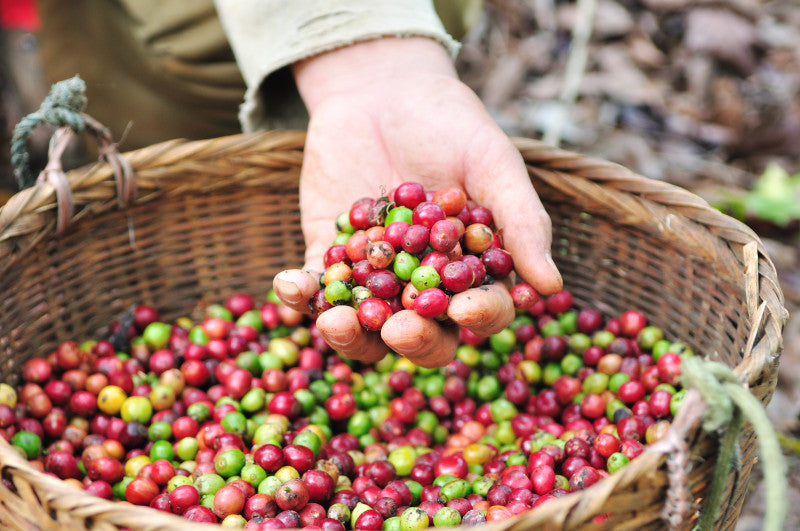 What is Terroir, and How Does It Affect Your Coffee's Taste?