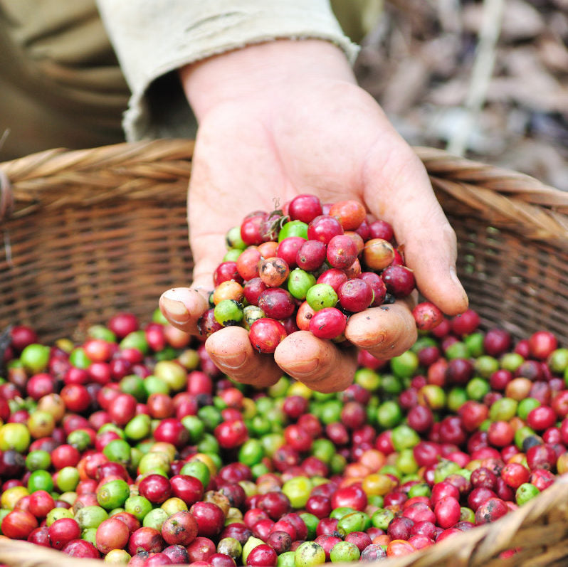 When is Coffee Harvested?