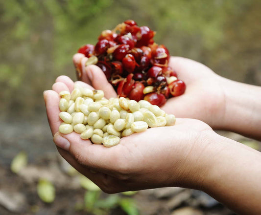 coffee cherries