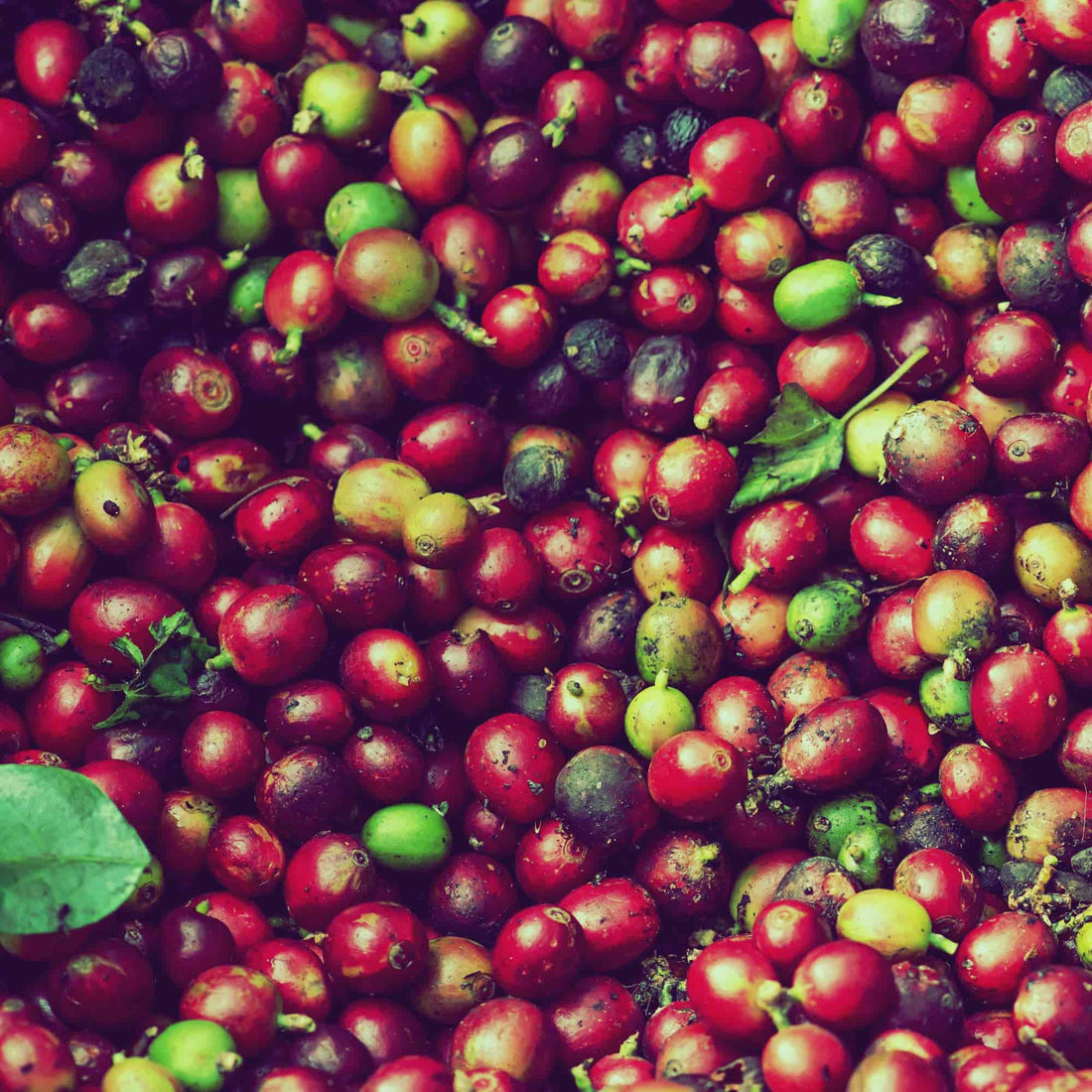 coffee cherries