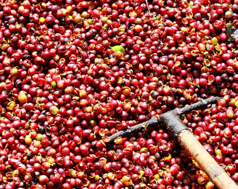 What is the Most Expensive Coffee?