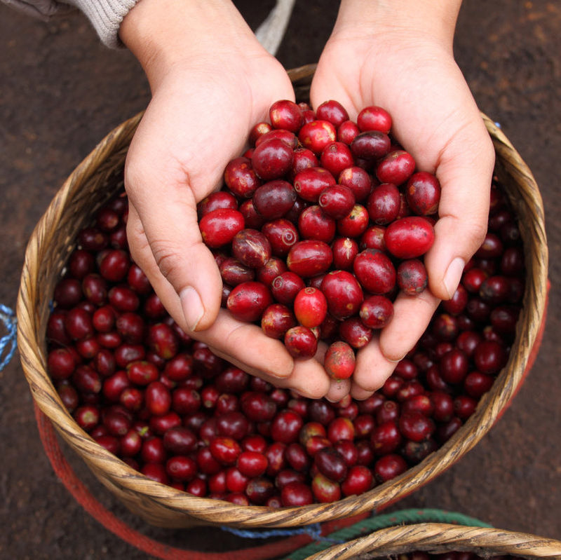 The Other Coffee Varietals from Central/South America