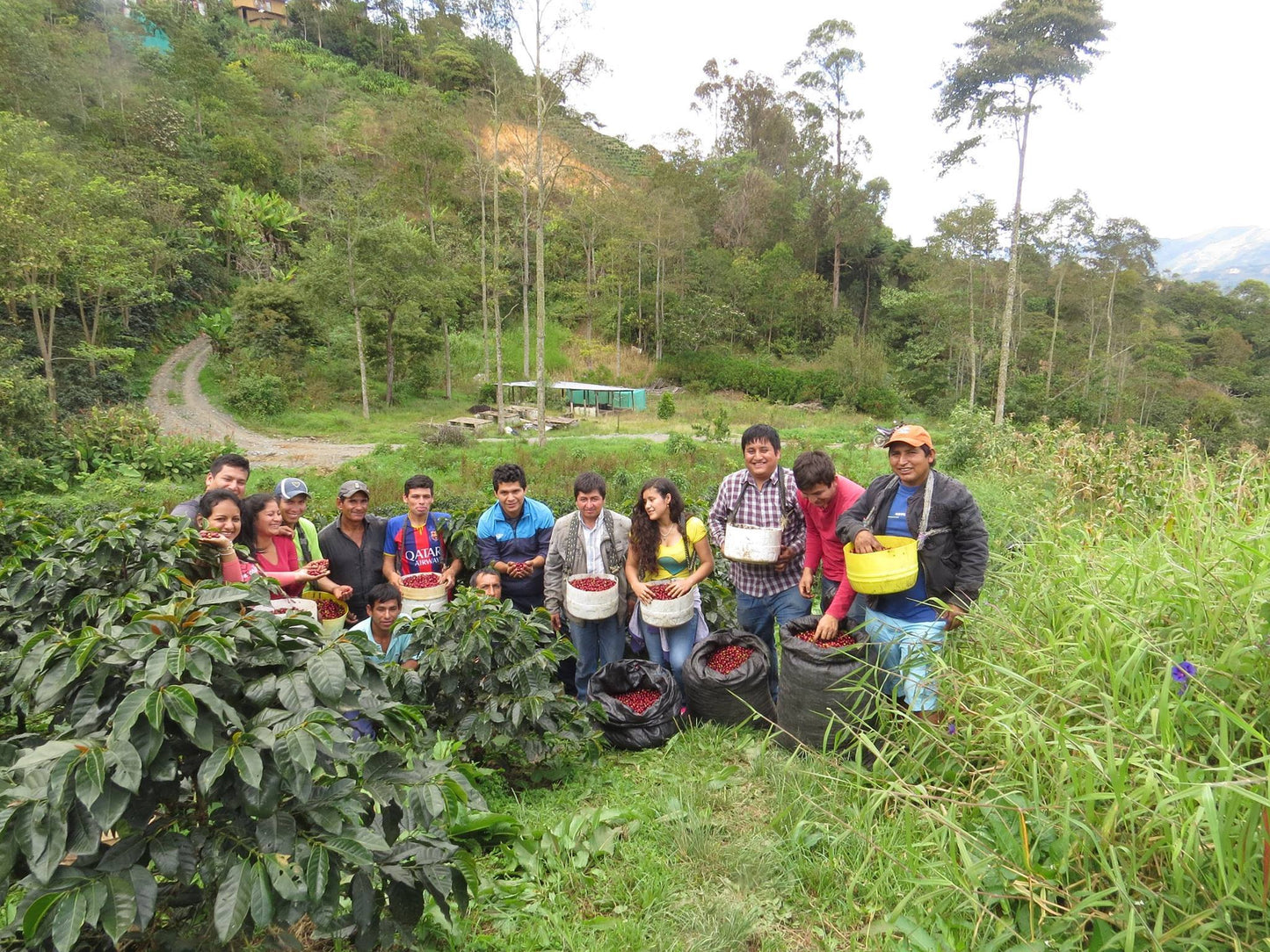 ROC Organic Peru Chirinos (Dark Roast)