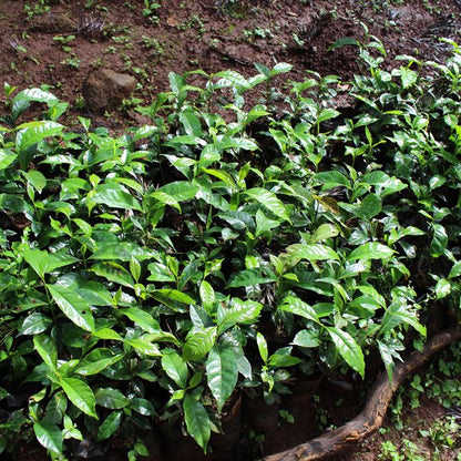 Sweet Strata (Ethiopia Gera)
