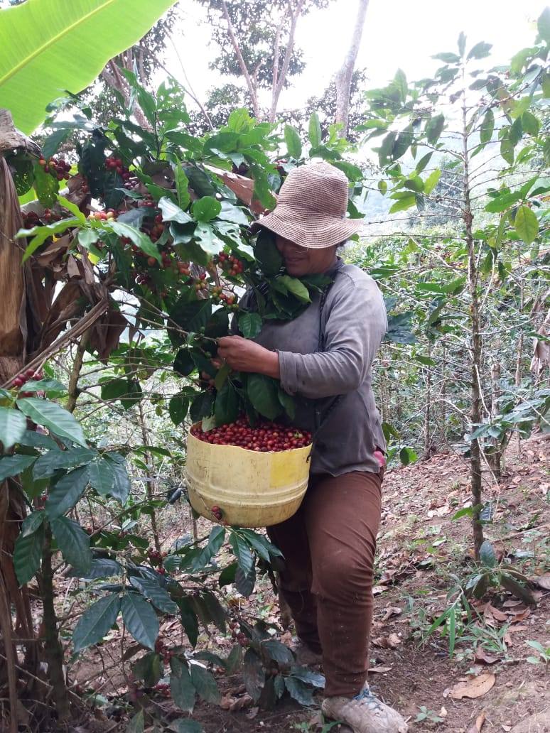 ROC Organic Peru Chirinos (Dark Roast)