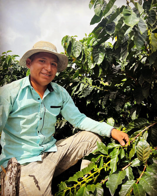 Bolivia Caranavi Rosita Geisha