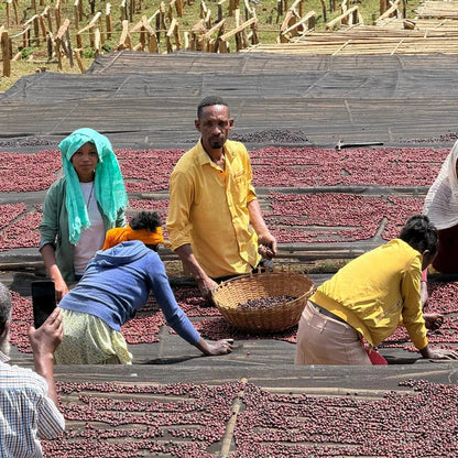Natural coffee drying on raised beds