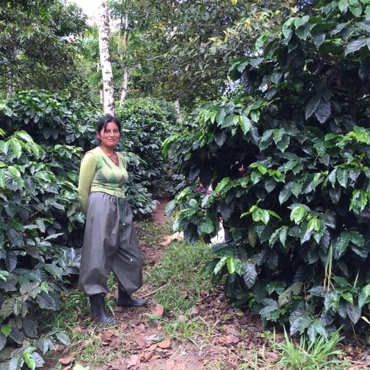 Ecuador Finca Hakuna Matata Typica Mejorado