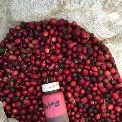 Ecuador Finca Hakuna Matata Typica Mejorado