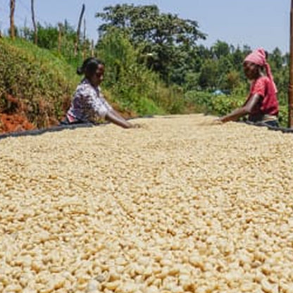 Kenya Gatomboya Nyeri AA
