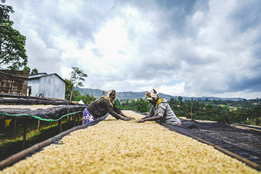 Ethiopia Arbegona Rumudamo Anaerobic Washed