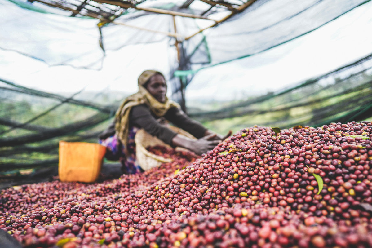 Ethiopia Arbegona Rumudamo Anaerobic Washed