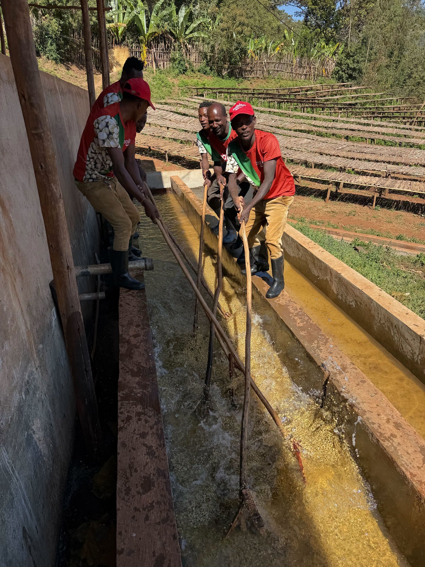 Ethiopia Banko Gotiti