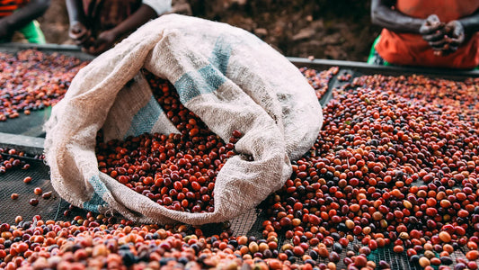 Rwanda Kilimbi Anaerobic Natural