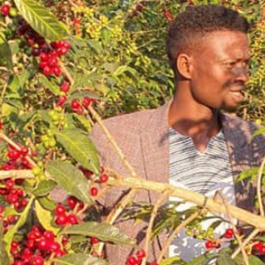 Ethiopia Guji Shakiso Kayon (Medium Roast)