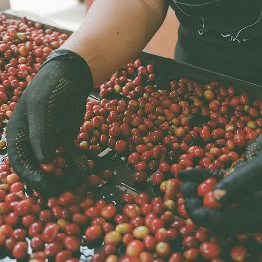Colombia Yoiner Mosquera Pink Bourbon (Light Roast)