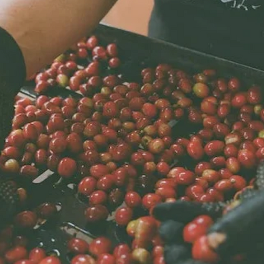 Colombia Yoiner Mosquera Pink Bourbon
