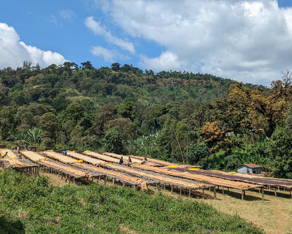 Ethiopia Layo Teraga Co-operative Washed