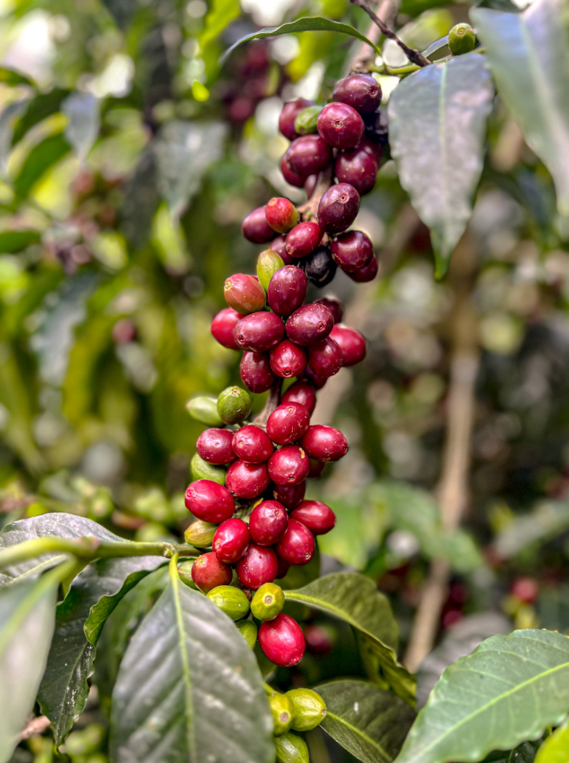 Ecuador Abel Salinas Finca Arashi Typica Mejorado