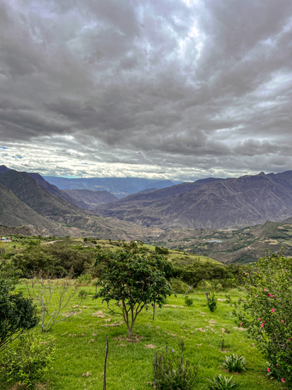 Ecuador Abel Salinas Finca Arashi Typica Mejorado