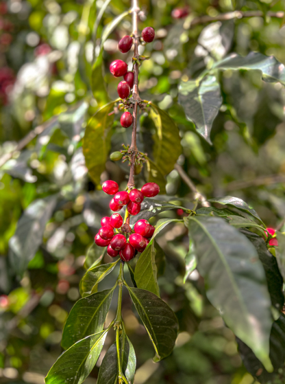 Ecuador Abel Salinas Finca Arashi Typica Mejorado