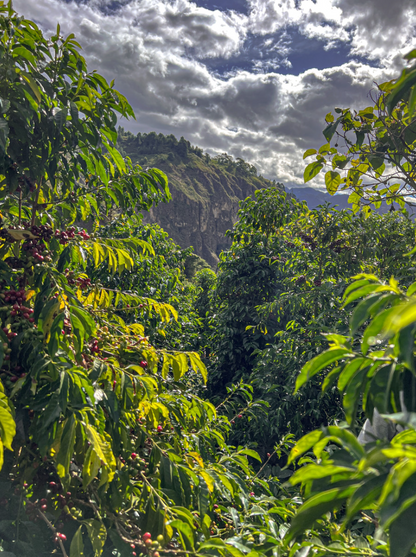 Ecuador Abel Salinas Finca Arashi Typica Mejorado