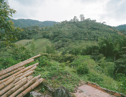 Colombia Yoiner Mosquera Pink Bourbon