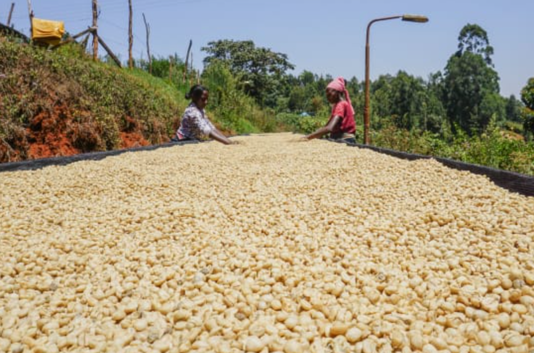 Kenya Gachata AA